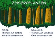 Zeigerpflanzen3